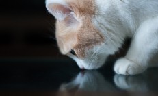 九游体育直播-切特36+15统治攻防！广厦主场狂胜步行者，新星闪耀无悬念荣膺MVP