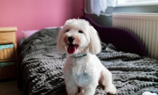 九游APP-疾风骤雨！哈利伯顿导演15-0攻击波，黄蜂客场蛰晕公牛