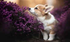 九游娱乐网站-西班牙对阵雷恩，黄喜灿硬仗之王的欧战传奇