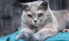 九游中国-末节风暴！英格拉姆化身关键先生，吉林队带走胜利