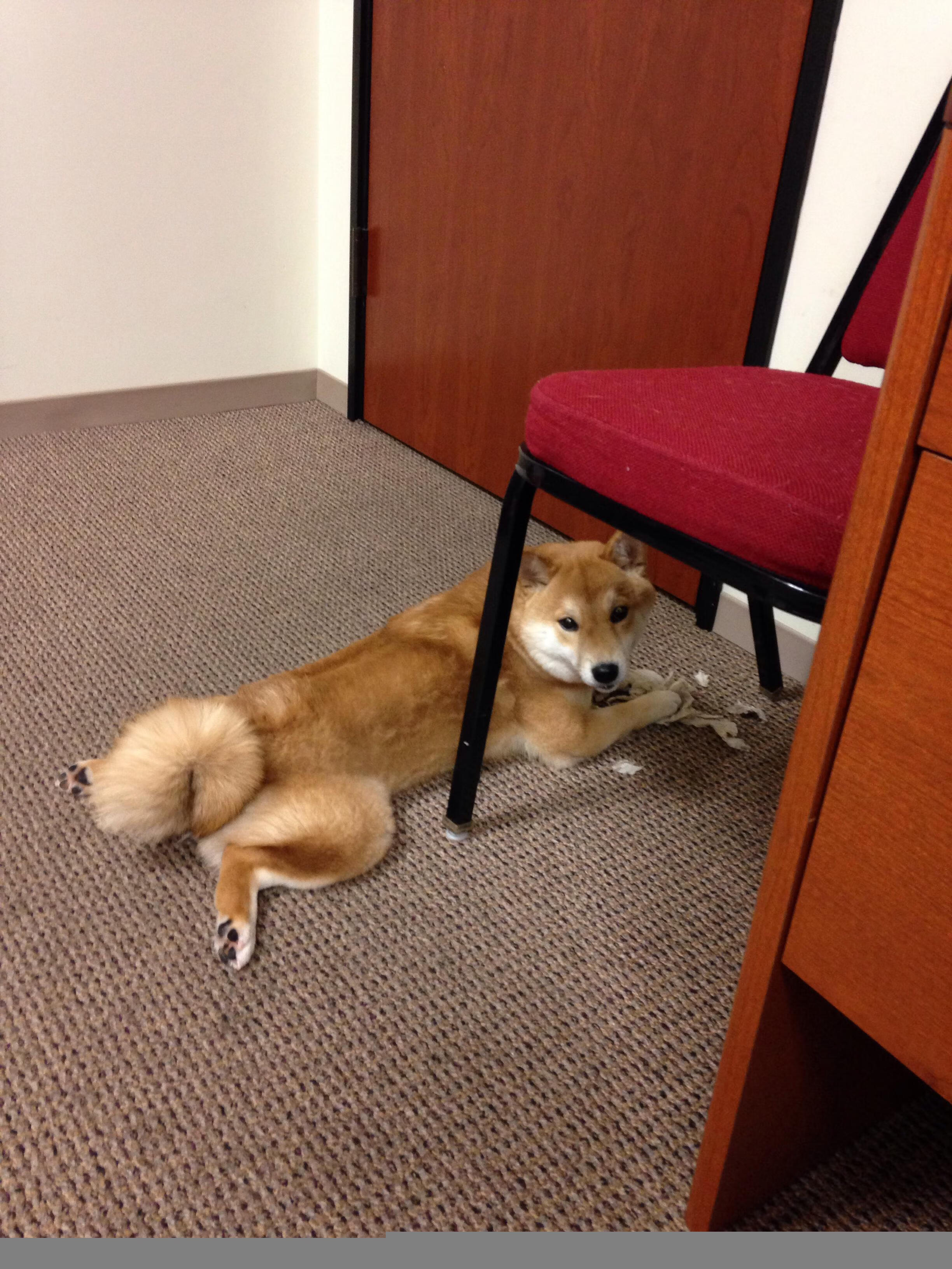 京狮怒吼!霍勒迪单刀直入彻底摧毁防线,北京队力擒黄蜂