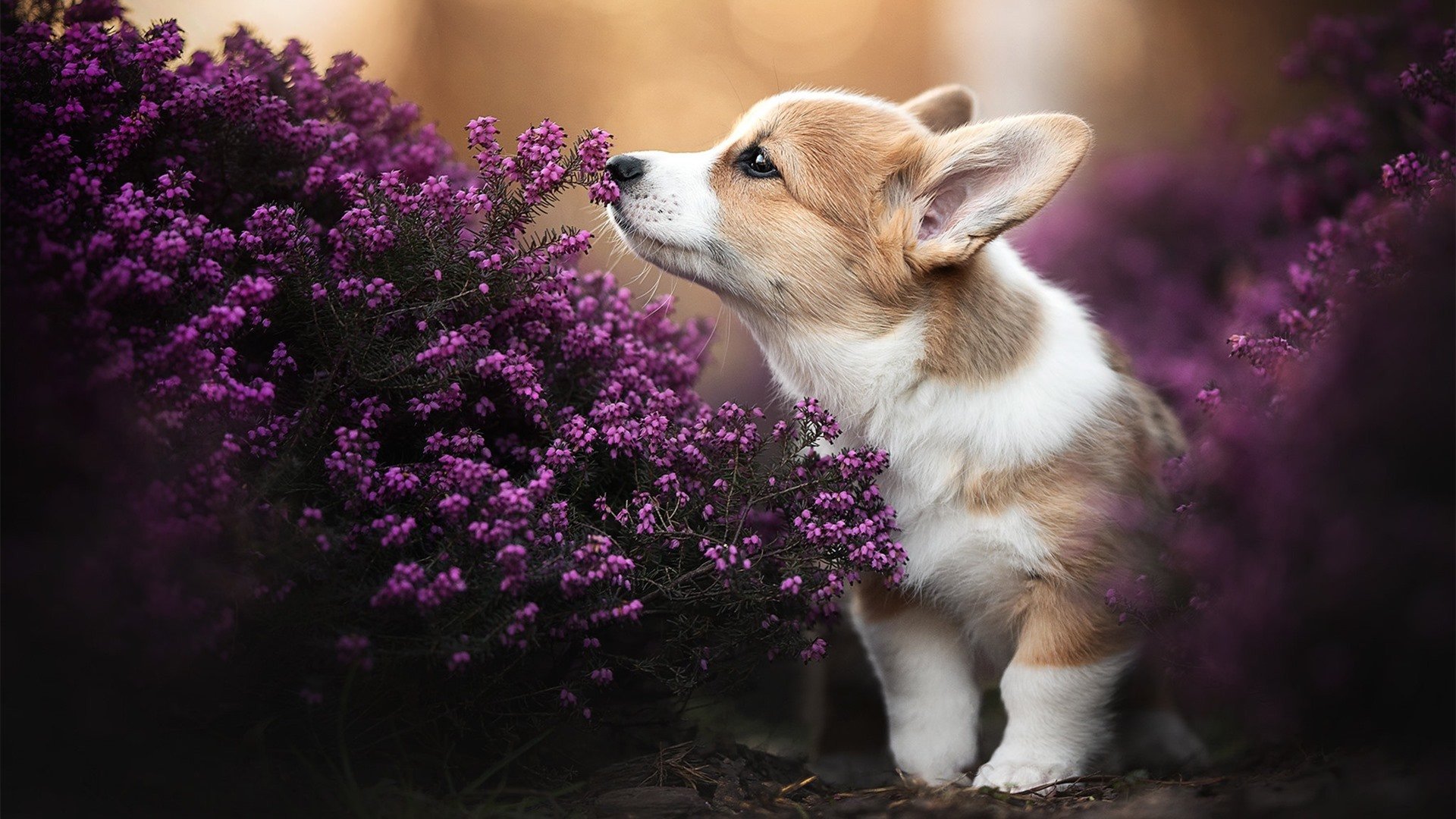 西班牙对阵雷恩，黄喜灿硬仗之王的欧战传奇