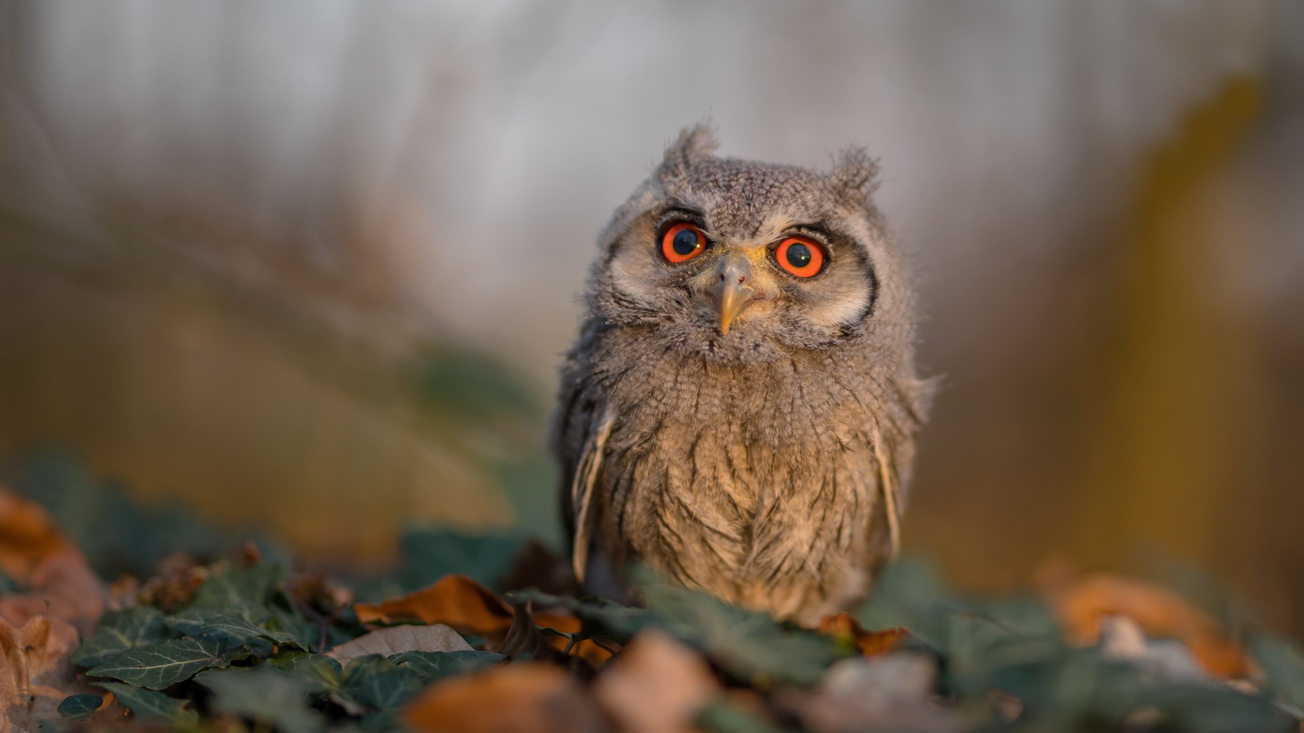 加克波关键节点连续得分，荷兰球队力克皇家社会